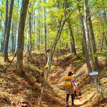 山頂までは樹林帯