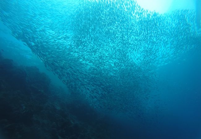 イワシの大群に圧巻