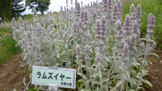 中富良野駅からすぐです。