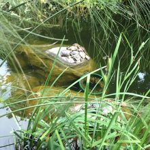 池でくつろぐカメさんたち