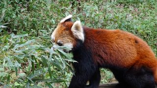 可愛い動物たち