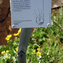 ワタスゲがかろうじて1本・・・