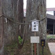 下呂観光　(7)　戸隠神社夫婦杉（とがくしじんじゃふうふすぎ）