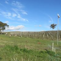 羊もいるブドウ畑