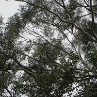 ワイナリーの近くのユーカリ林には、野生のコアラ木の上に