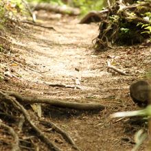 道案内のように前を歩き続ける鳥がいました。