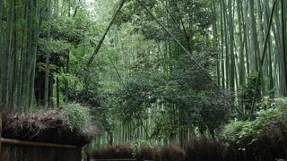 夏は虫除け必須です！