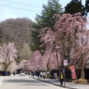 東北三大桜の名所の一つ、角館！