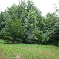 ホテルは大きな木に囲まれ、湖は全く見えません