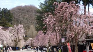 東北三大桜の名所の一つ、角館！