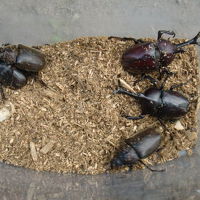昼間の昆虫採集　カブトムシ