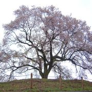 迫力がある一本桜