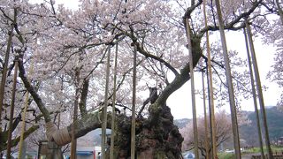 幹の太さがすごい