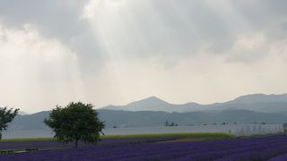 7月限定のラベンダーイーストをラベンダーバスで１周♪