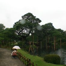 この写真は唐崎松（からさきまつ）です。