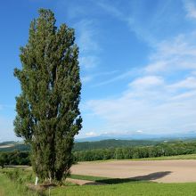 ケンとメリーの木