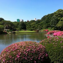 ツツジの終わりの季節