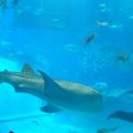 美ら海水族館は景色も最高