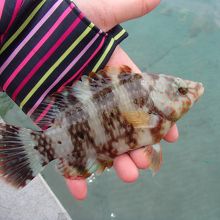 釣れた魚。ミツバモチノウオっぽい