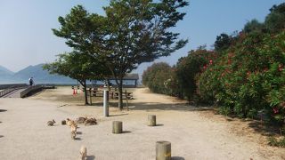 うさぎだけではないが゛