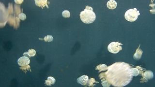 涼しくていいけれどすごい人