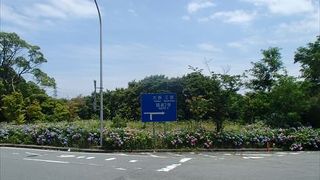 道路沿いには、多くのアジサイが咲いていて、６月ともなると、色とりどりのあじさいが咲き乱れています。