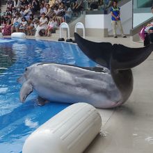 プールの縁にイルカが飛び出てきます