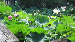 まだ、楽しめます ♪