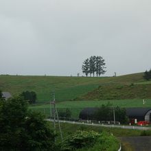 道道から嵐の木を望む