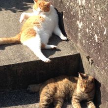 猫がたくさんいました