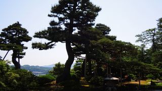 鶴が巣をつくった松