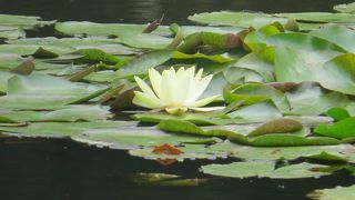 三色のハスを見ることが出来ます