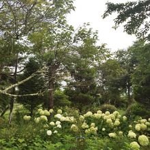 この日は紫陽花が満開