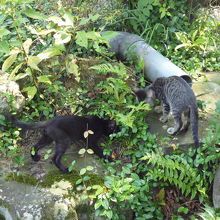 神社の子猫