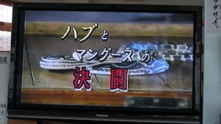 現在は映像のみ