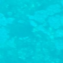 ウミガメです（わかりますか？）