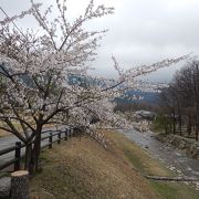 4月中旬に桜が咲きます♪