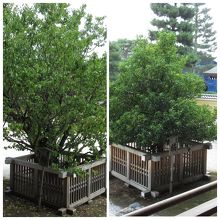 右近の橘と左近は梅でした！