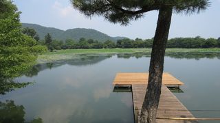 蓮が見頃の様です ♪