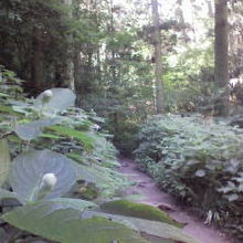 玉アジサイの咲く道