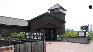 海浜植物と遊歩道と