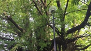 親鸞の時代より。