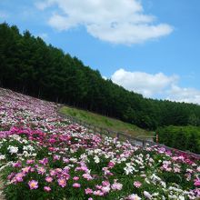 一面に咲く見事なシャクヤク