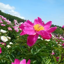 赤いシャクヤクは妖艶！？