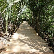 マングローブのど真ん中に設置された散策路