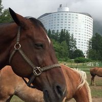 馬とヒルトンニセコビレッジ