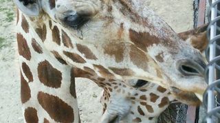 プール&ナイトサファリ&花火