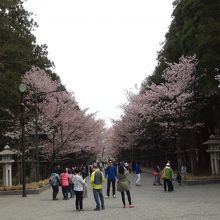 北海道神宮の参道
