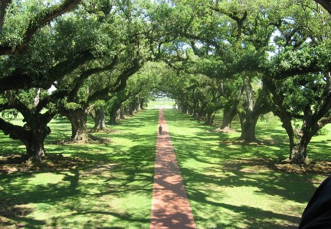 1700年代の初頭、入植者たちが小さな家を建て、ミシシッピー川に向かって等間隔に２８本の樫の木を植えたのがオーク・アレー（ナラの並木路）の始まりです。