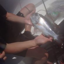 友人は水面休息中にこんな立派なお魚を釣り上げました